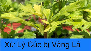 XỬ LÝ CÂY HOA CÚC BỊ VÀNG LÁ, CHẬM PHÁT TRIỂN | KỸ THUẬT TRỒNG HOA CÚC