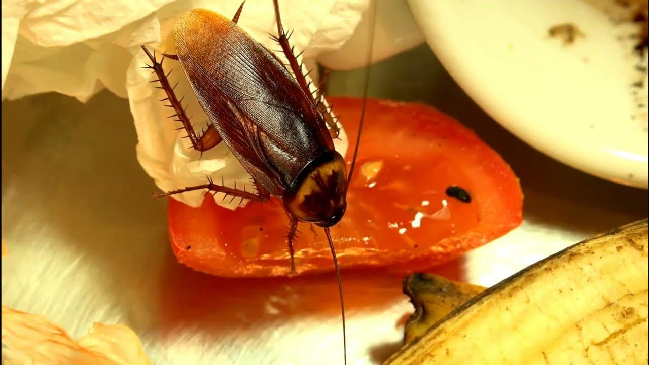 Get Rid of Roaches ForeverGuaranteed! YouTube