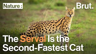 The Serval Is the SecondFastest Cat After the Cheetah