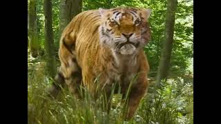 Tiger (Triple R 2022) Sounds