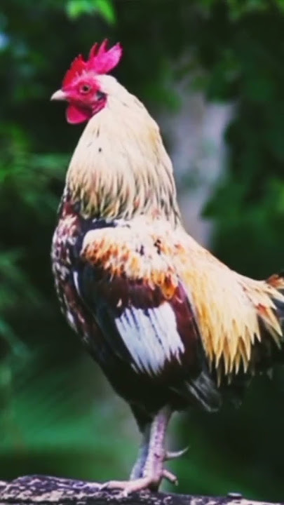 Ayam jago berkokok panjang #ayamberkokok #ayamberkokokpanjang