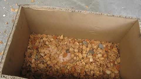 automatic hazelnut almond grading cracker sheller cracking shelling machine