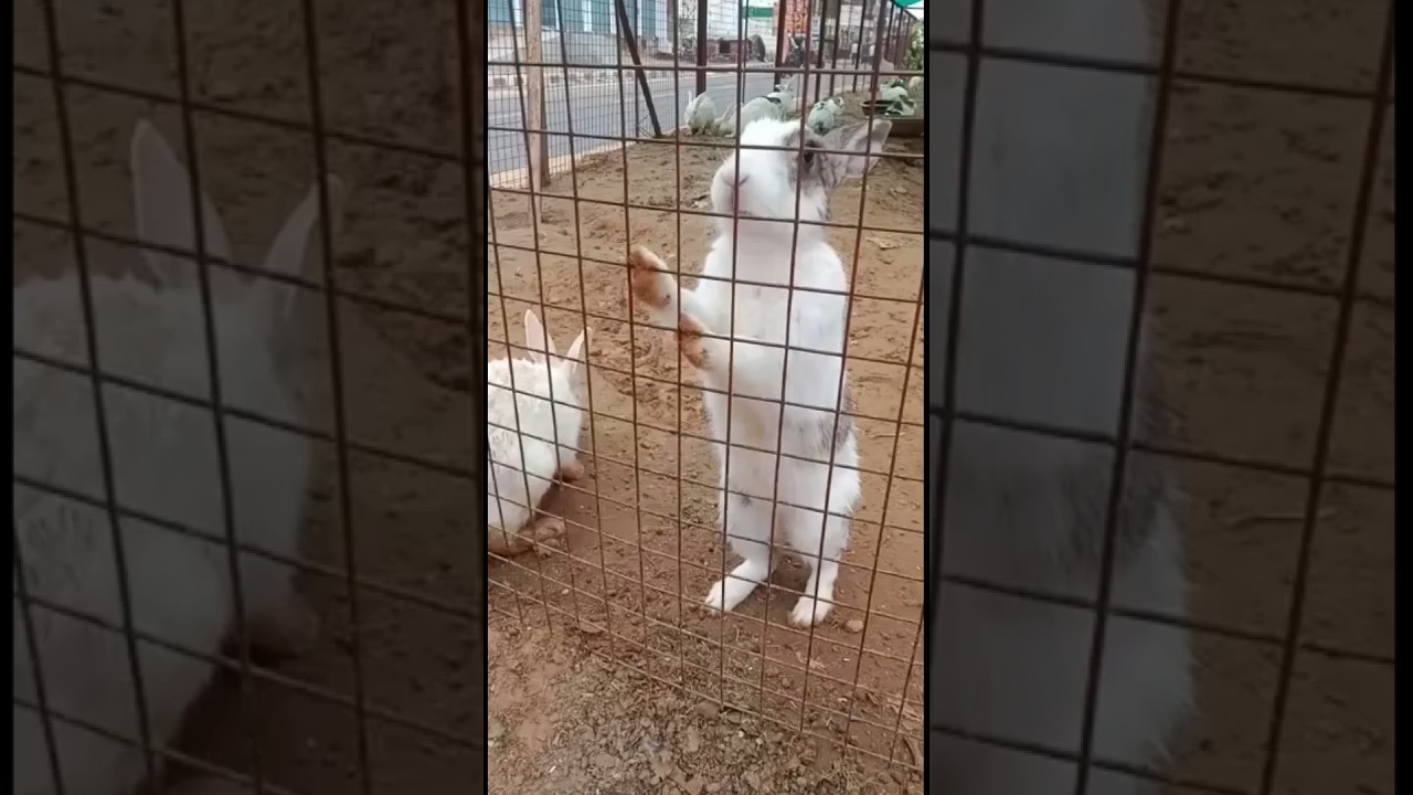 rabbit hua doritos ka Deewanashortsanimal love YouTube