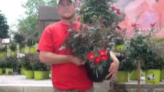 White Oak Gardens: Home Run roses