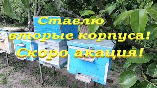 Когда и как ставить вторые корпуса на улья дадан! Цветет черноклен и скоро акация,  будет мед!