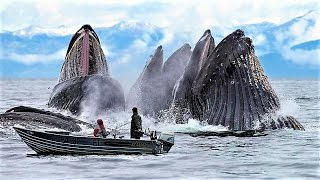 13 Incredible Whale Photos