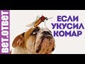 Что делать если собаку укусил комар? Вет Ответ.