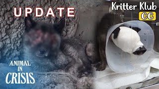 Skin Transplant On Dog Whose Face Melted... Update On Faceless Dog Pocheon l Animal in Crisis Ep 372