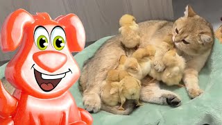 картинка: Кот забрал цыплят у курицы. Желейный Стасик был свидетелем.