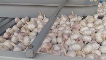Garlic Head  Sorting machine 大蒜分级机