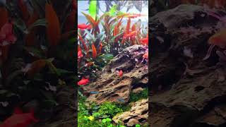 Happy Fish Feeding