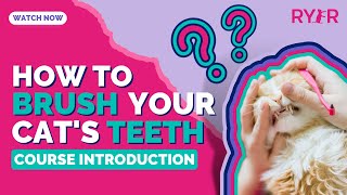 How to Easily Brush Your Cat’s Teeth  The First Video in Our Course!