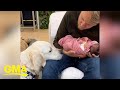 Excited dog can&#39;t wait to meet her family&#39;s newborn baby