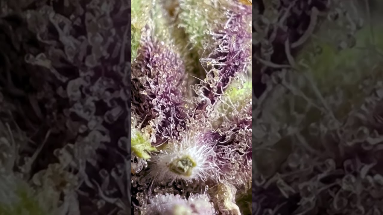 Close up of trichomes on the Cotton Censored