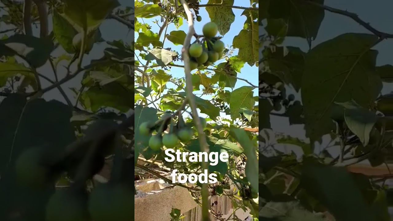 Do you know this fruit or vegetable (susumber )