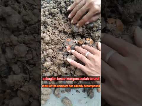 Video: Apakah tanah liat mati di soa?