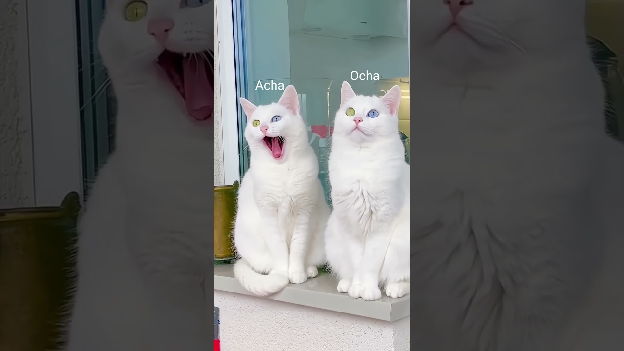 kucing bola mata biru 