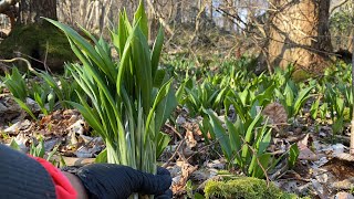 ยังมีกระเทียมป่าอ่อนๆๆให้ได้เก็บฟินๆๆจ้า# ตัดมันเกือบหยุดไม่ได้# wild garlic.1/4/22.