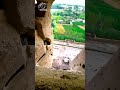Bamyan Afghanistan صلصال شمامه Bamyan Afghanistan صلصال شمامه