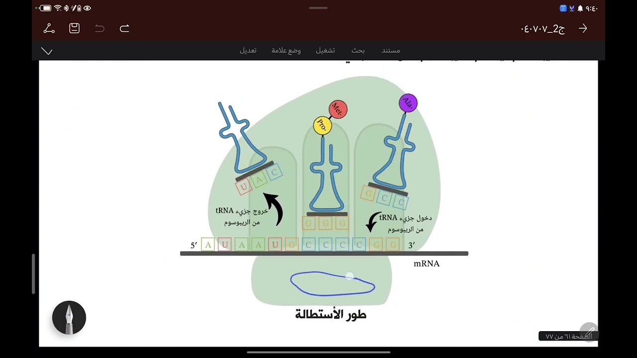 المحاضرة رقم  39  : ترجمة ال DNA لبناء البروتين 