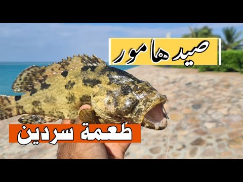 ما توقعت أصيد هامور في هذا المكان تجربة مع صاحبي ابوحلا