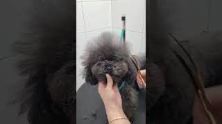 BLACK COAT MINIATURE POODLE FULL GROOMING #dog #cutedog #puppy #puppy #pets