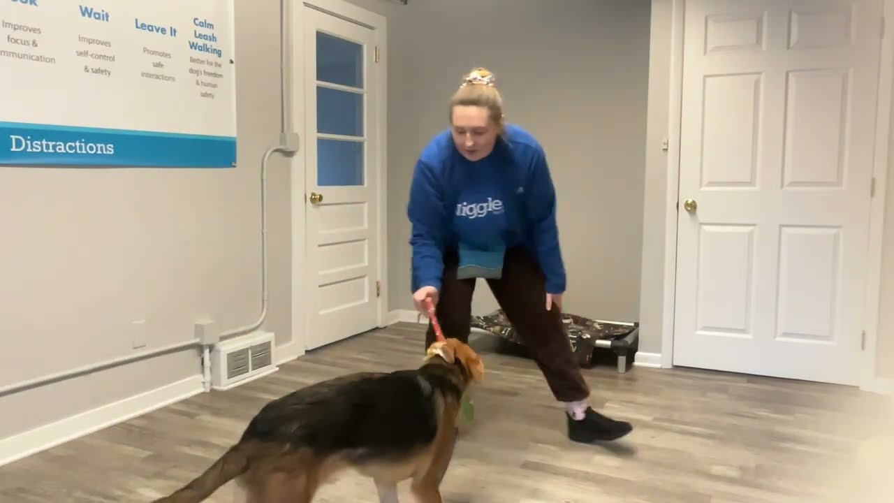 Trix- Working on leave it, off, sit, come, place, wait, look, and gentle