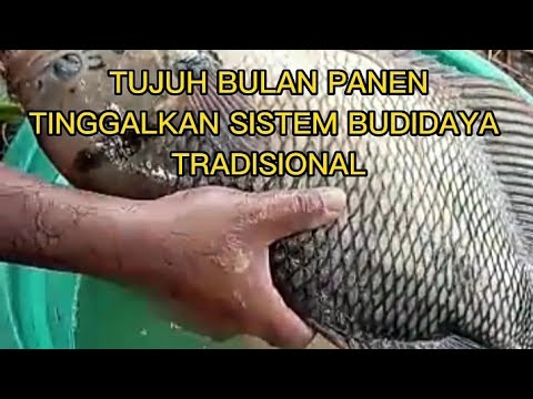 Berapa Bulan Umur Ikan Gurame Siap Panen