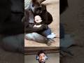 Baby gorilla and baby man playing together
