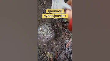 Посадка шаровидной хризантемы осенью
