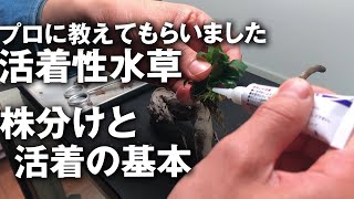 水草の株分けと活着のコツをプロにレクチャーしてもらいました