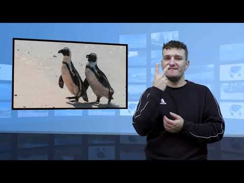 Pingwiny afrykańskie umierają z głodu (Tłumaczenie na Język Migowy - PJM)