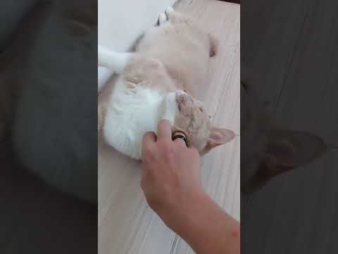 Техника незаметная склейка Тема и кошка Муся!