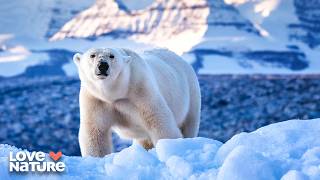 Polar Bears on a Changing Arctic Frontier | Deep Dive North America 106