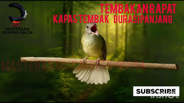 Suara Burung Kapas Tembak Ngeroll Panjang 🔥 | Masteran Murai Batu, Kacer & Cucak Ijo