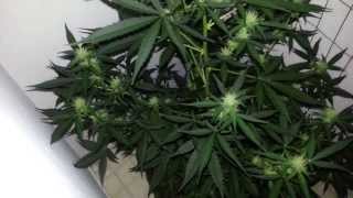 This is update,Container size does it matter,LED grow lights indoors growing,howto