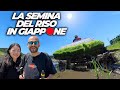 CAMPAGNA GIAPPONESE - LA SEMINA DEL RISO IN GIAPPONE - Insta360 X3