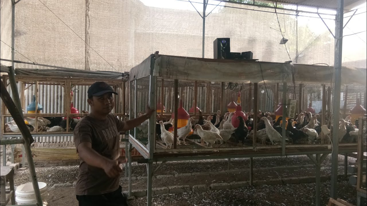 Ternak ayam Joper Mas Hendrik