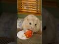 Making🌭️Hot Dog for Hamster｜Korea🇰🇷Street Food｜Hamster Kitchen