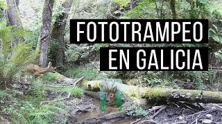 Fototrampeo en el río: Corzo mágico en Galicia