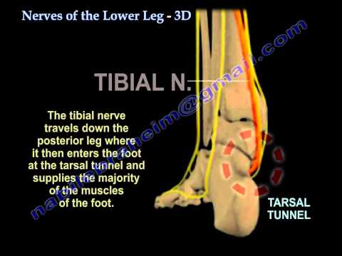 Foot Chart Nerve Endings