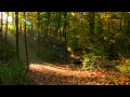 Morning’s Sunlight Comes to Autumn Forest, Time Lapse