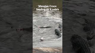 Massive Crocodiles eating a zebra #reel #wildlife #crocodiles #reels #shortsfeed