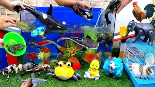 Catch Cute Animals, Rainbow Chicken, Rabbit, Turtle, Catfish, Crocodile, Centipede, Goldfish