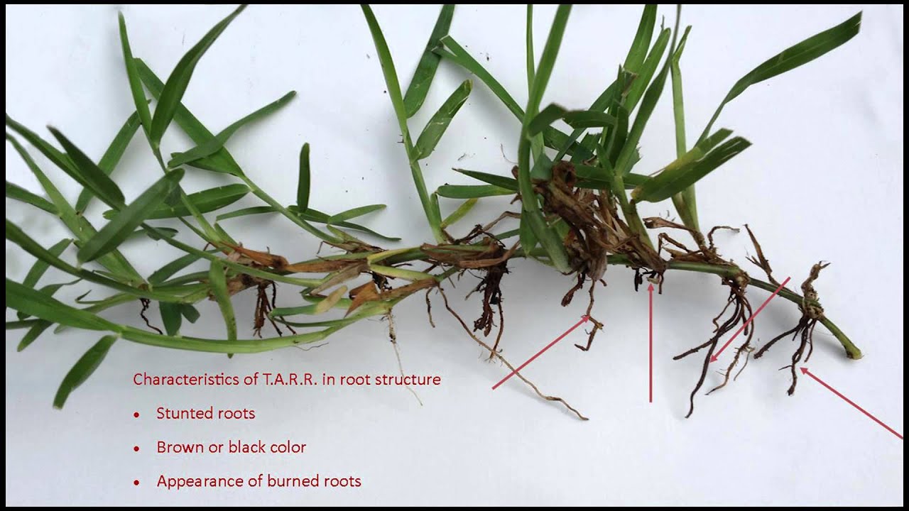 Soils Alive Take All Root Rot In St Augustine Lawn Youtube