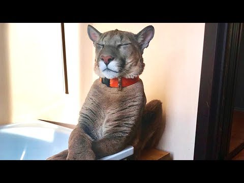 Krankes Puma Baby wird adoptiert - als ausgewachsener Puma verhält er sich unglaublich!