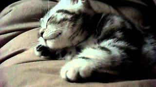Silver Tabby Kitten (Freddie 2) by elz230 14,729 views 12 years ago 26 seconds