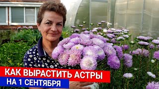 Как вырастить астры на 1 сентября