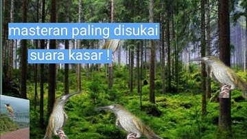 masteran pijantung gunung gacor, siraja tembak suara jernih