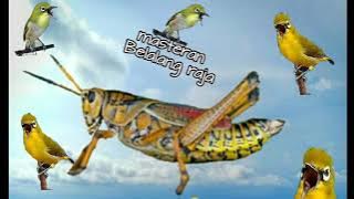 Juri pasti suka Masteran pleci tembakan jahat belalang raja..